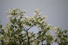 Lagerstroemia microcarpa